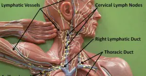 How to clean your lymphatic system naturally