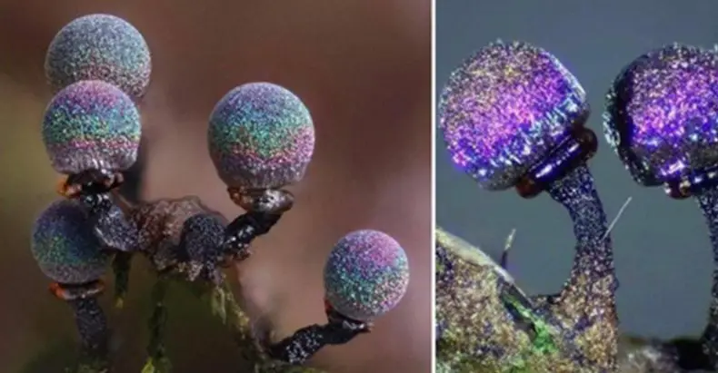 The Amazing Amethyst Mushroom Gives a Picture From the Entire Galaxy