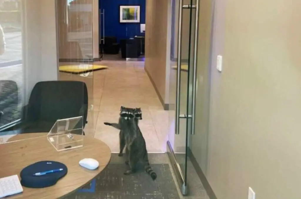 Two Furry Raccoons Broke Into A Bank And Stole A Tin Of Almond Cookies