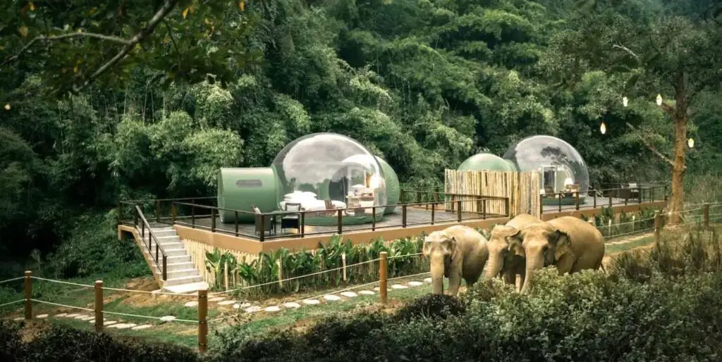 You Can Sleep Among Elephants In The Jungle Bubbles Rooms In Thailand