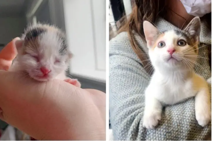 A Tiny Kitten Found In A Bush Grew Up Into A Beautiful Calico