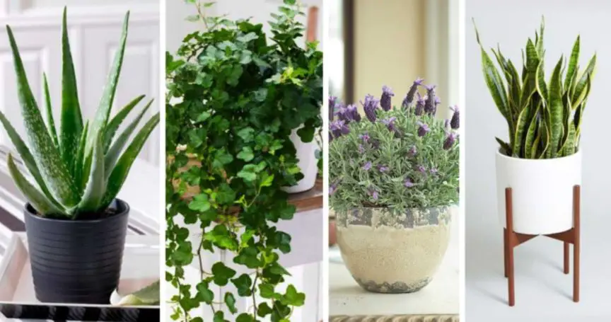 If You Want To Sleep Well, You Should Have These Plants In Your Bedroom