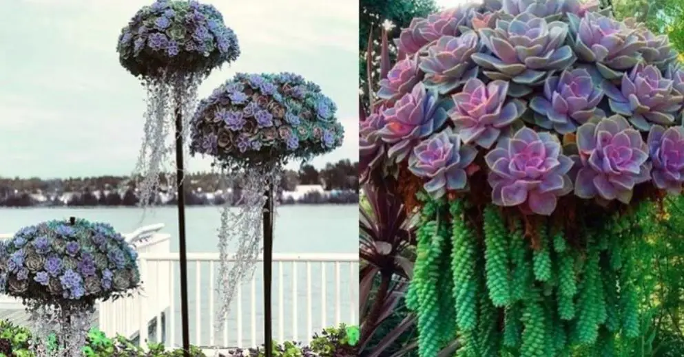 These Jellyfish Succulents Will Transform Your Garden Into An Amazing Aquarium