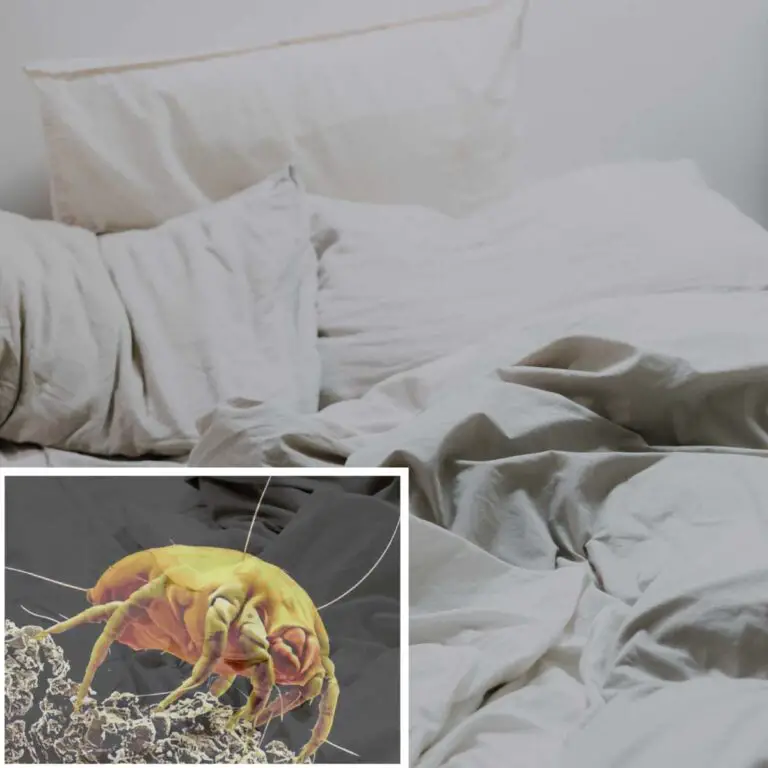 Dust Mites In Your Bed Remove Them With Ease Naturally
