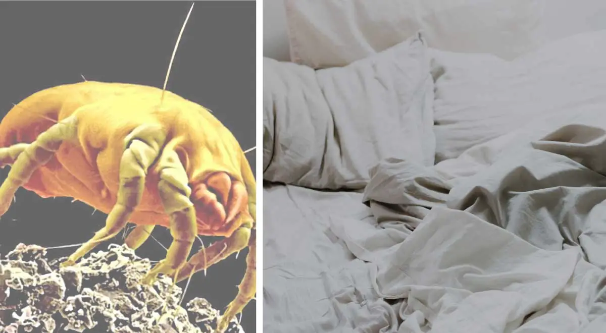 Dust Mites In Your Bed Remove Them With Ease Naturally