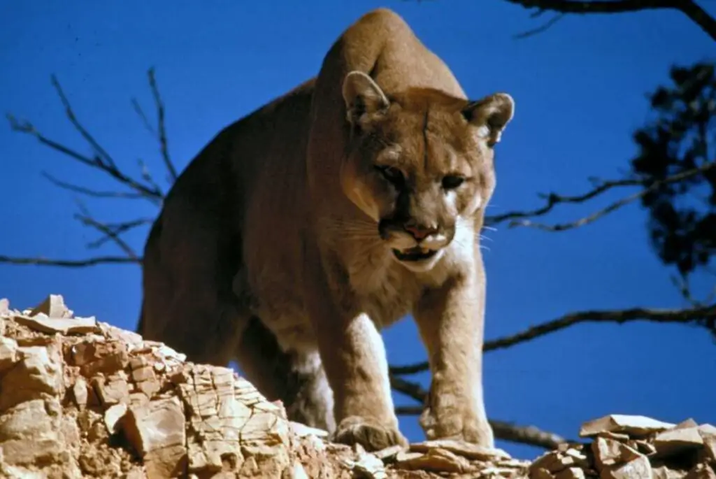 Horrifying Encounter With Cougar A Protective Mother Chased Utah Hiker For 6 Minutes 9347