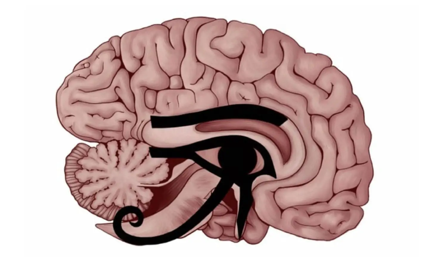 Лимбический мозг