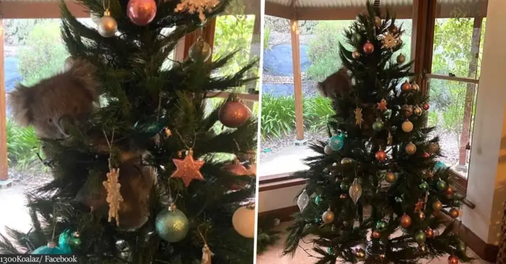 koala in christmas tree