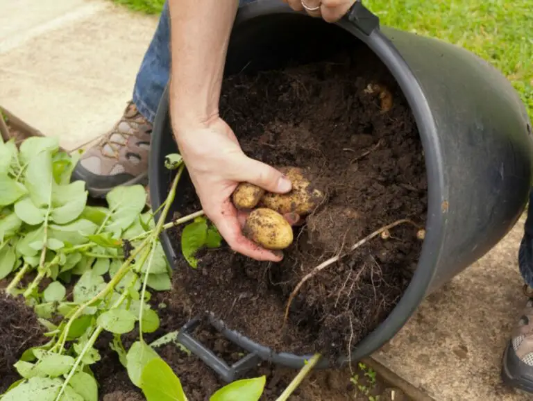 Find Out How To Grow Potatoes At Your Home