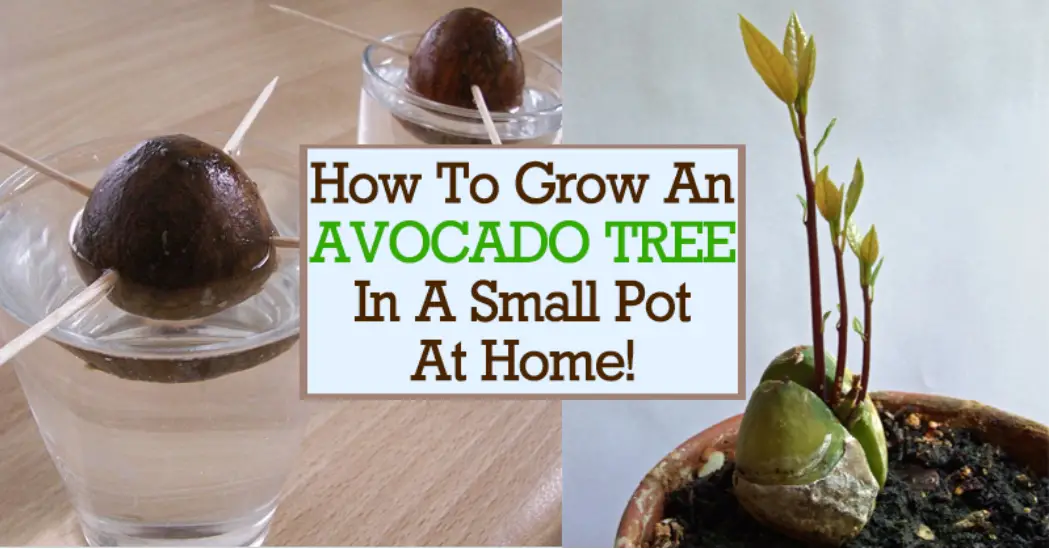 Detailed Instructions On How To Grow An Avocado Tree In A Pot At Home