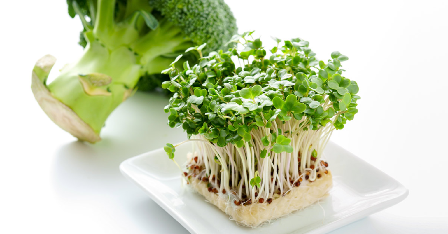 broccoli-sprouts-1