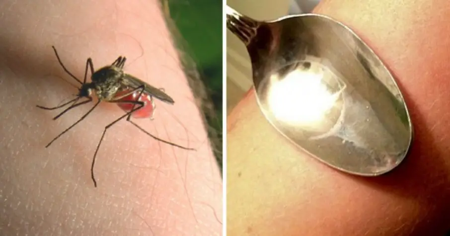 Here Is How To Stop The Itching Caused By Mosquito Bites 