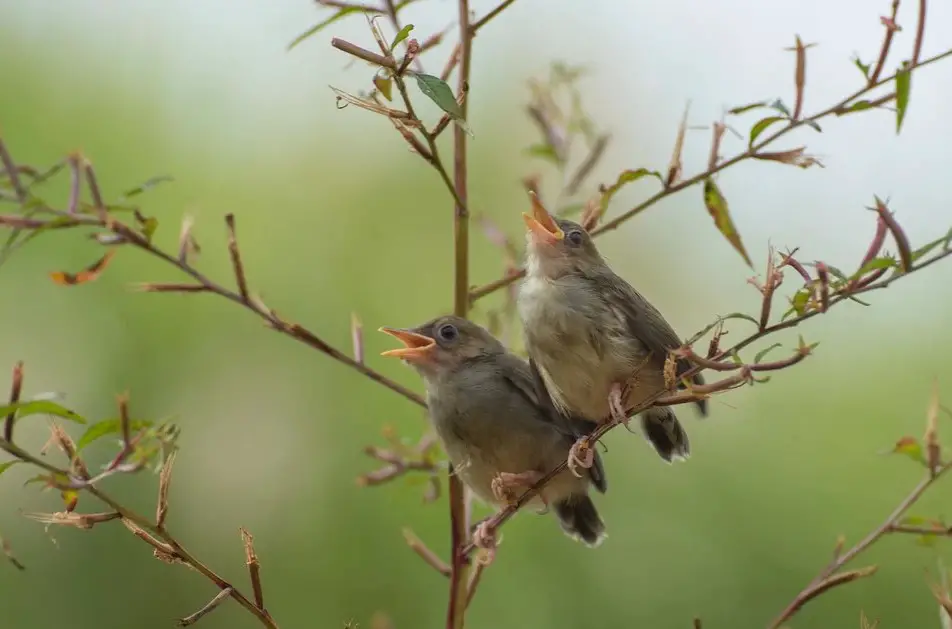 Science Confirms: More Birds Bring More Happiness