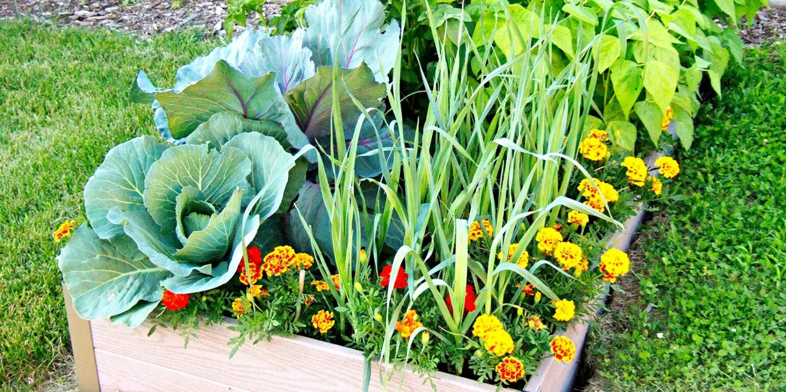 What Is The Best Time To Plant Vegetables In Your Garden?