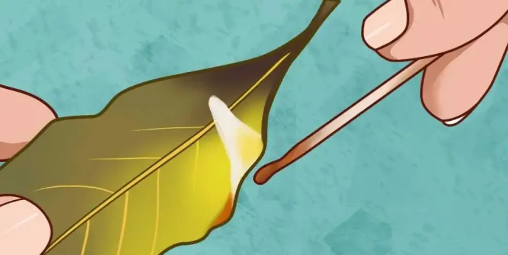 Prepare a Powerful Bay Leaves Oil for Joint Pain and Headaches